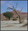 Baum im Sossusvlei 1