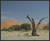 Baum im Sossusvlei 2