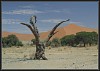 Baum im Sossusvlei 3