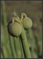 exotische Blütenknospe