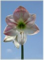 Amaryllisblüte