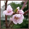 Pfirsichblüten