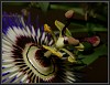Passionsblume Makro