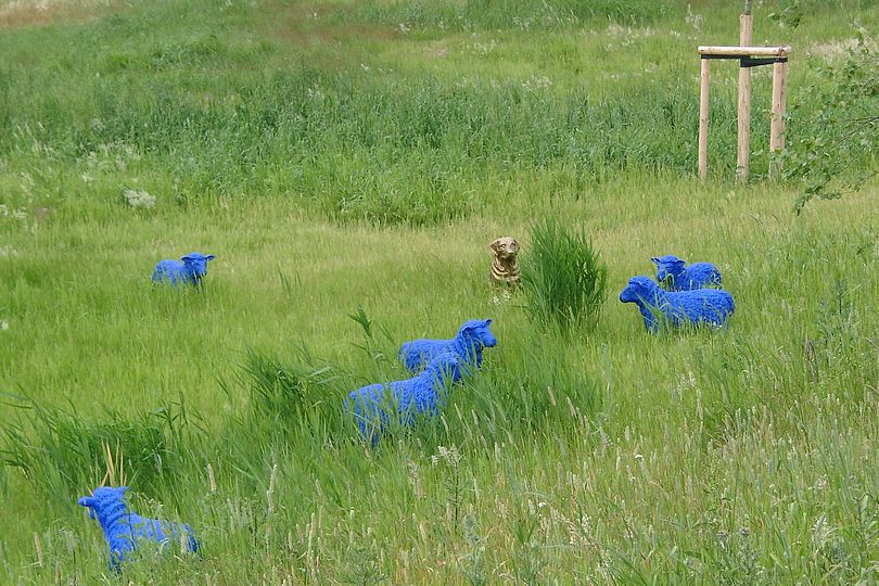 blaue Schafe