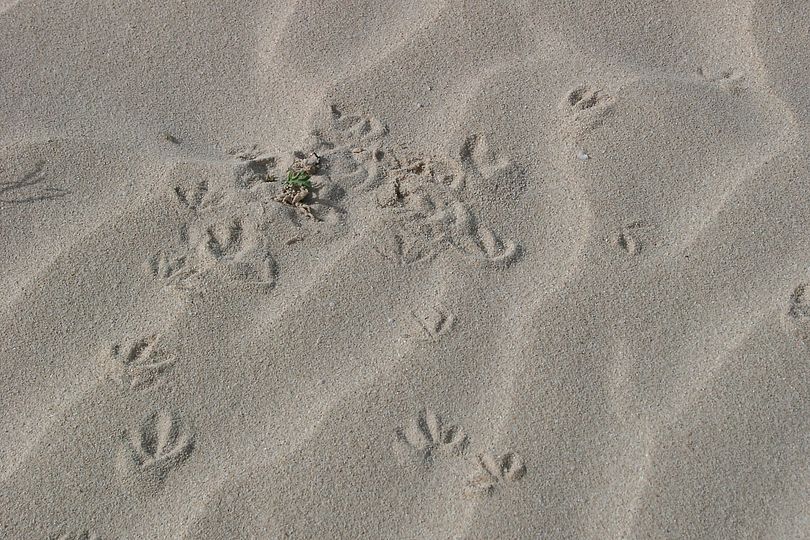 Spuren im Sand