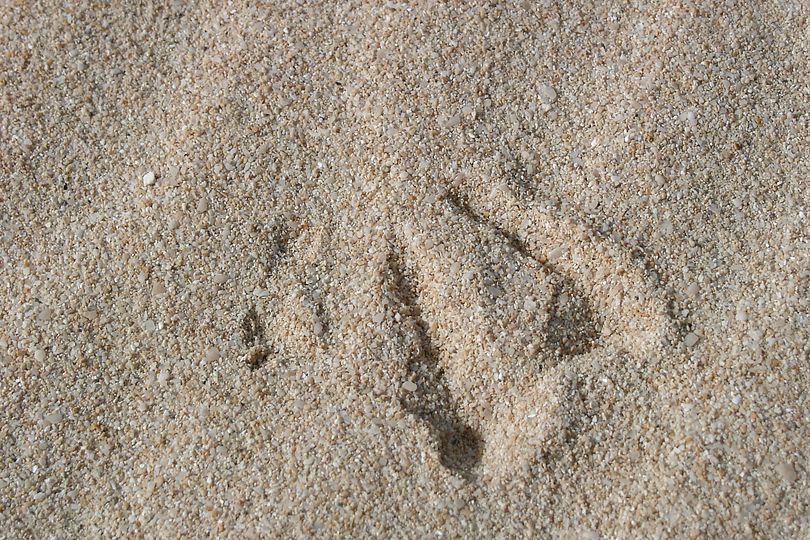 Spur im Sand