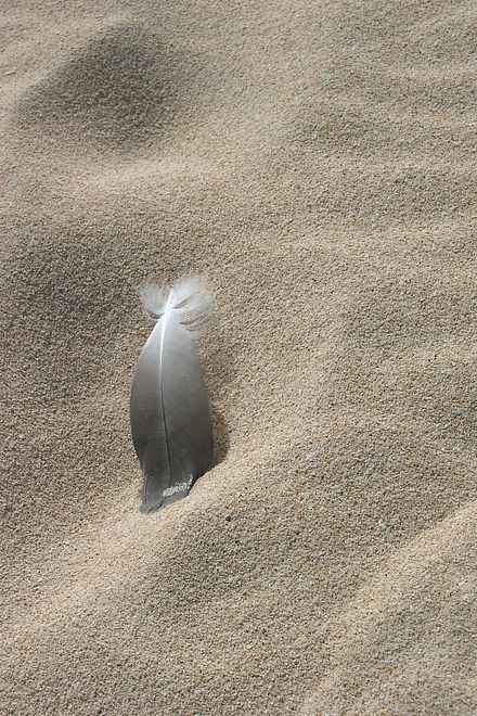 Feder im D�nensand