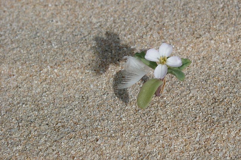 W�stenblume