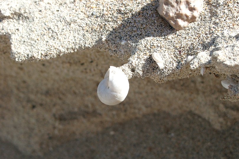 Muschel im Sand