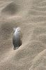 Feder im D�nensand