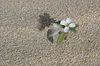 W�stenblume