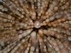 Holzst�mme im Zoom