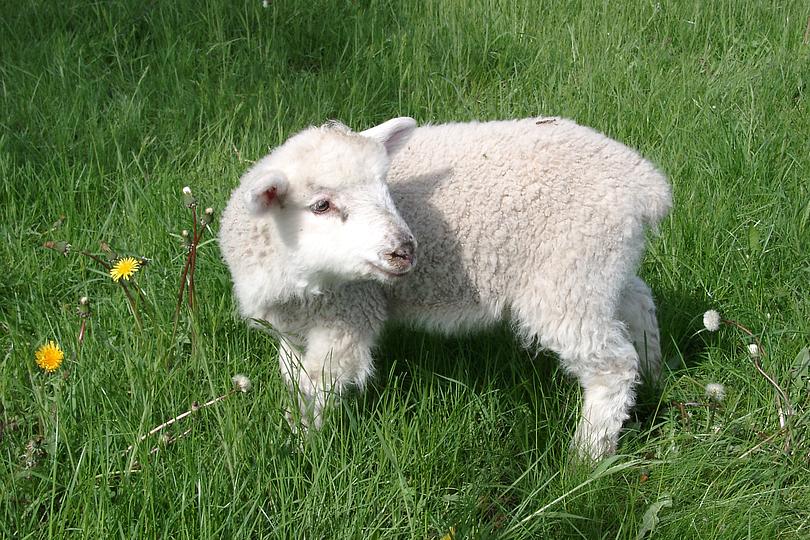Lamm