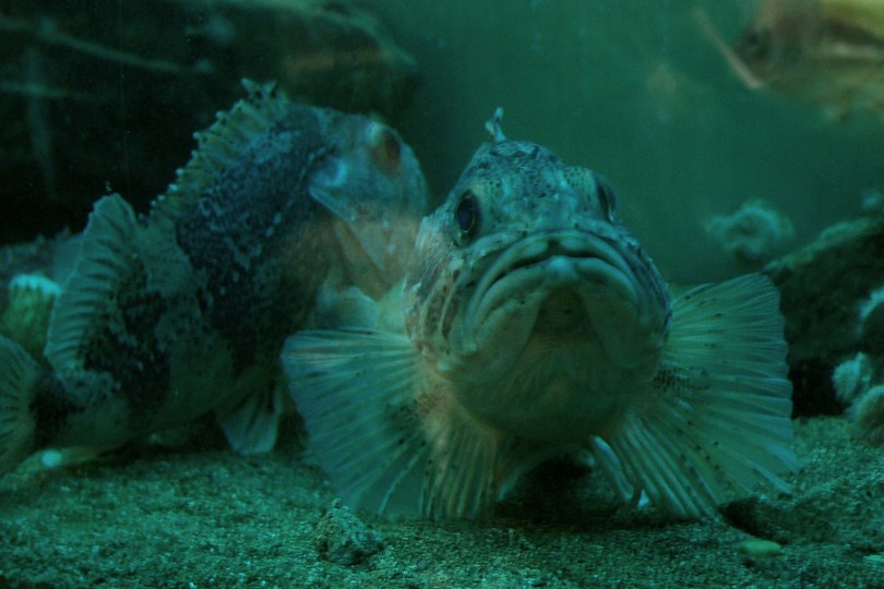Fisch