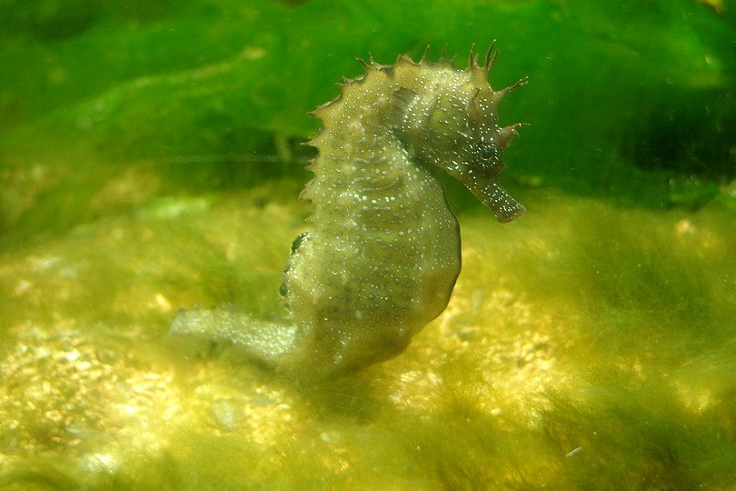 Seepferdchen