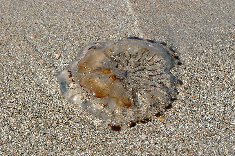Anikas Fotos - Tiere - Qualle im Sand