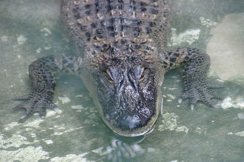 Krokodil
