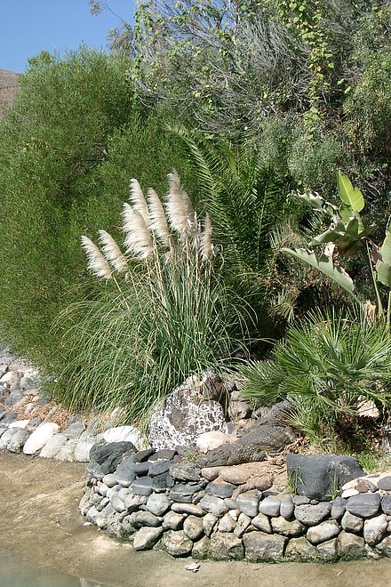 Alligator, Suchbild