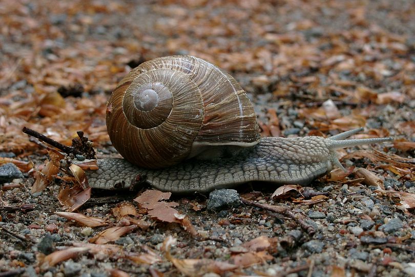 Weinbergschnecke