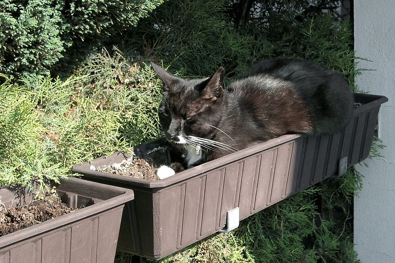 Katze im Blumenkaste