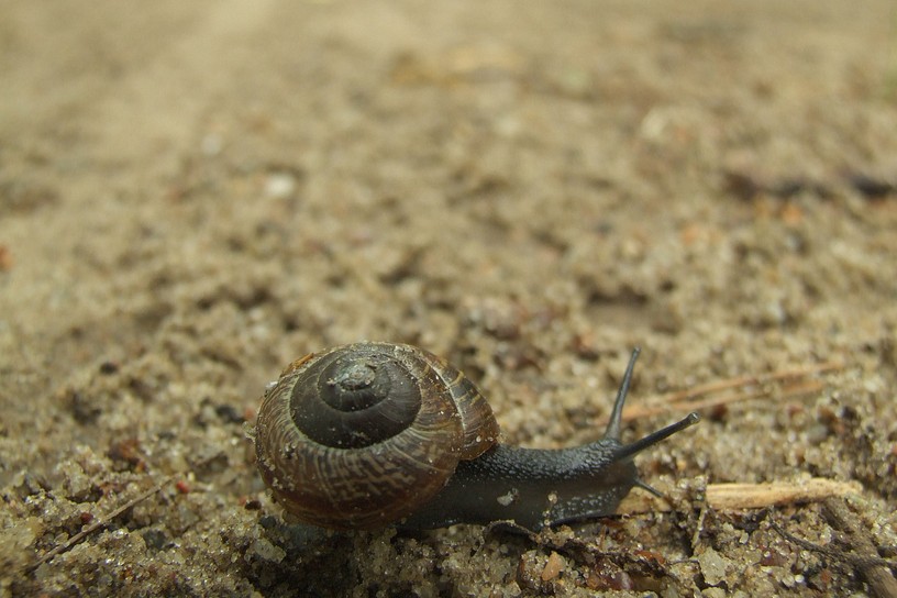 kleine braune Schnecke