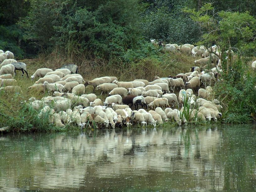 trinkende Schafherde