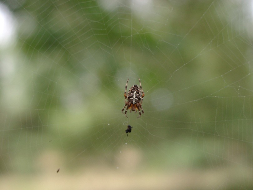 Kreuzspinne 1