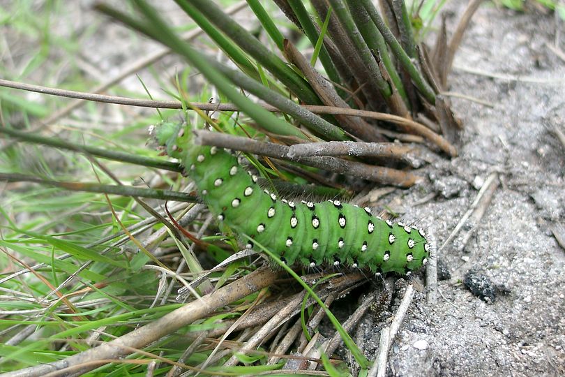 gr�ne Raupe