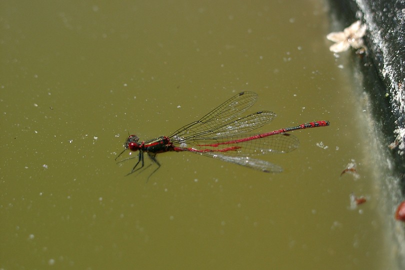 Fr�he Adonislibelle