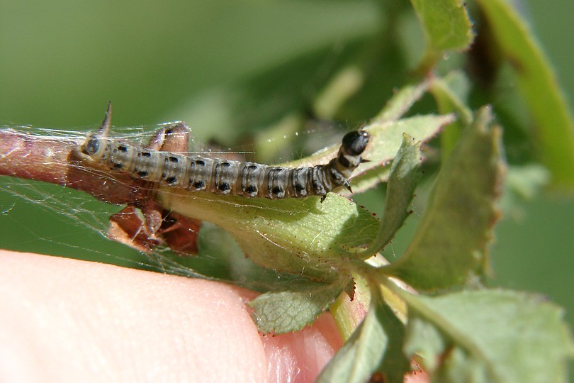 Larve der Gespinstmotte 1