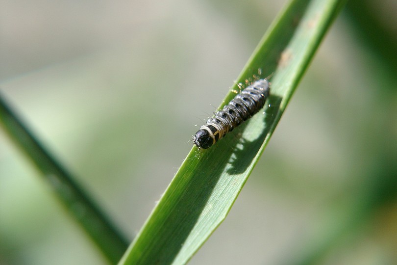 Larve der Gespinstmotte 2