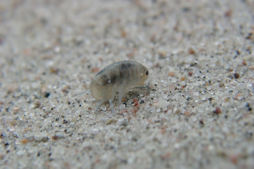 Strandtier (ca 1 cm)