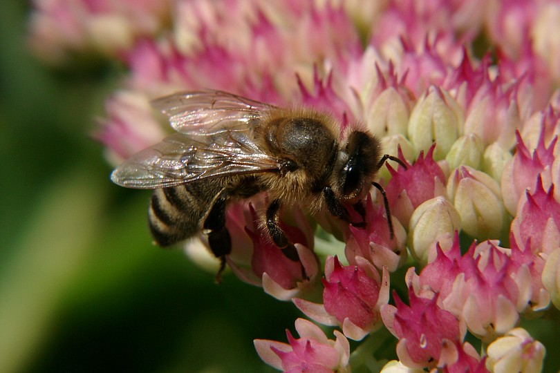 Biene auf Fetter Henne