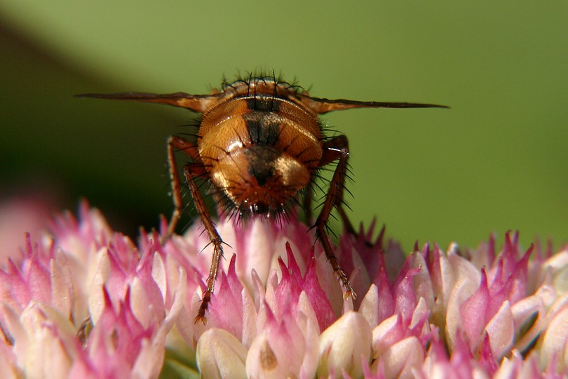 Fliege auf Fetter Henne