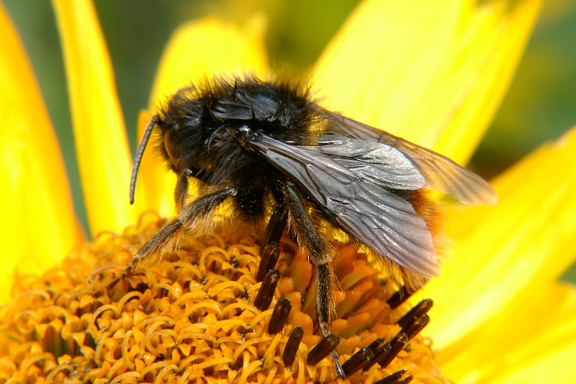 Hummel auf Blume