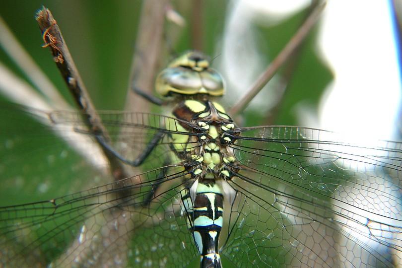 Libelle Detail 2