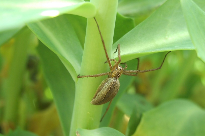 schwangere Spinne