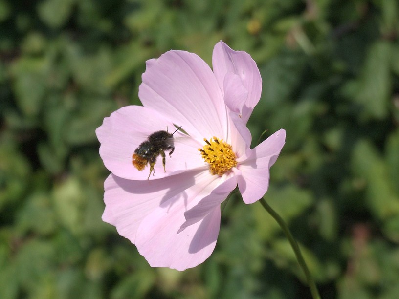 Hummel im Flug