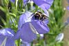 Hummel auf Glockenblume
