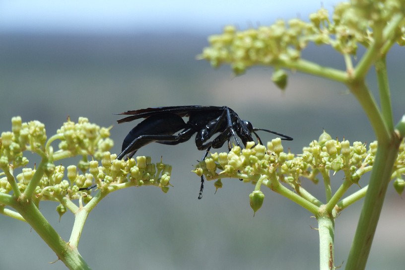 gro�er schwarzer K�fer