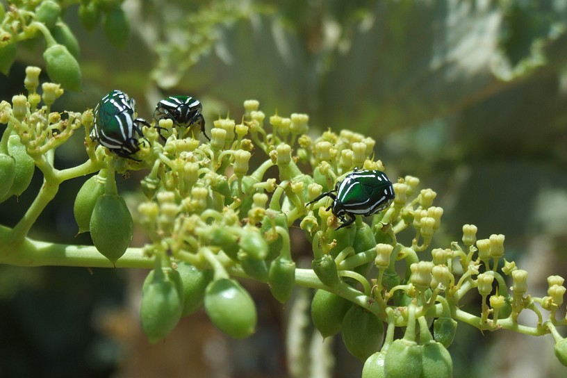 farbenfrohe Krabbler