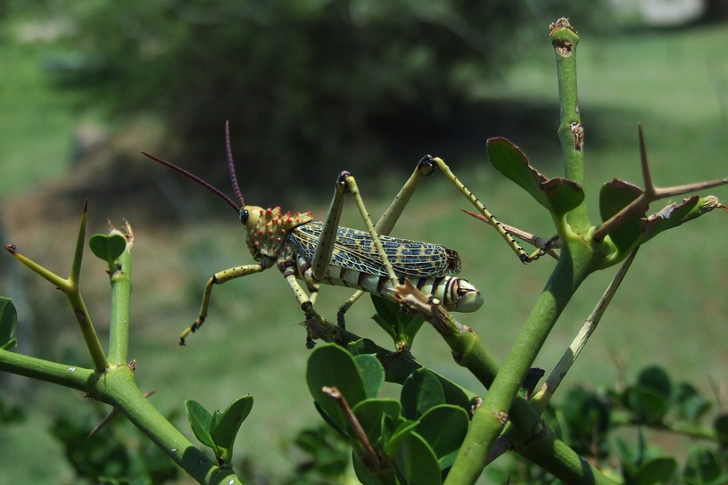 bunte Heuschrecke