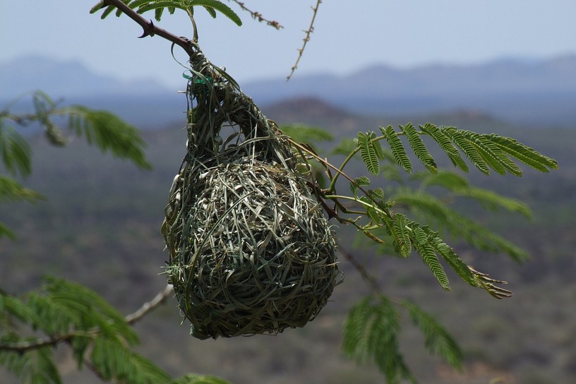 Webervogelnest