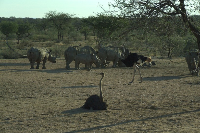 Nash�rner und Str�u�e