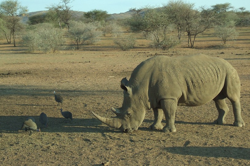 Nashorn mit Perlh�hnern