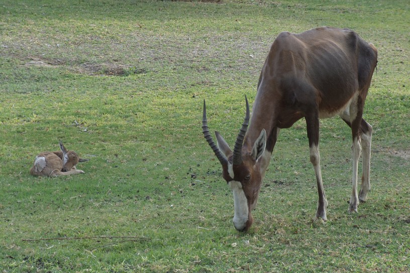 Blessbock mit Neugeborenem