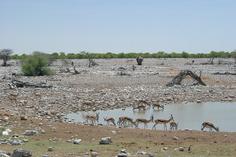 Springb�cke an der Wasserstelle