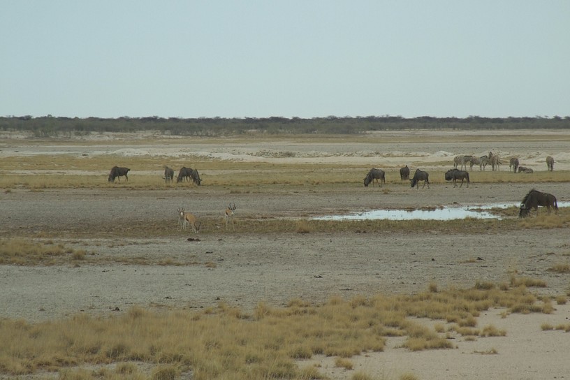 Tiere in der Etoscha-Pfanne