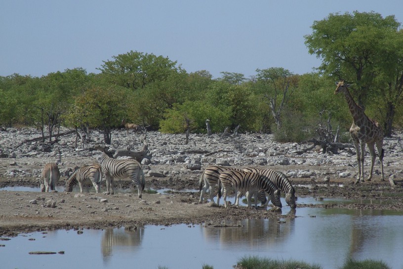 Zebras mit Giraffe