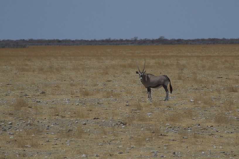 Oryx (Spie�bock)